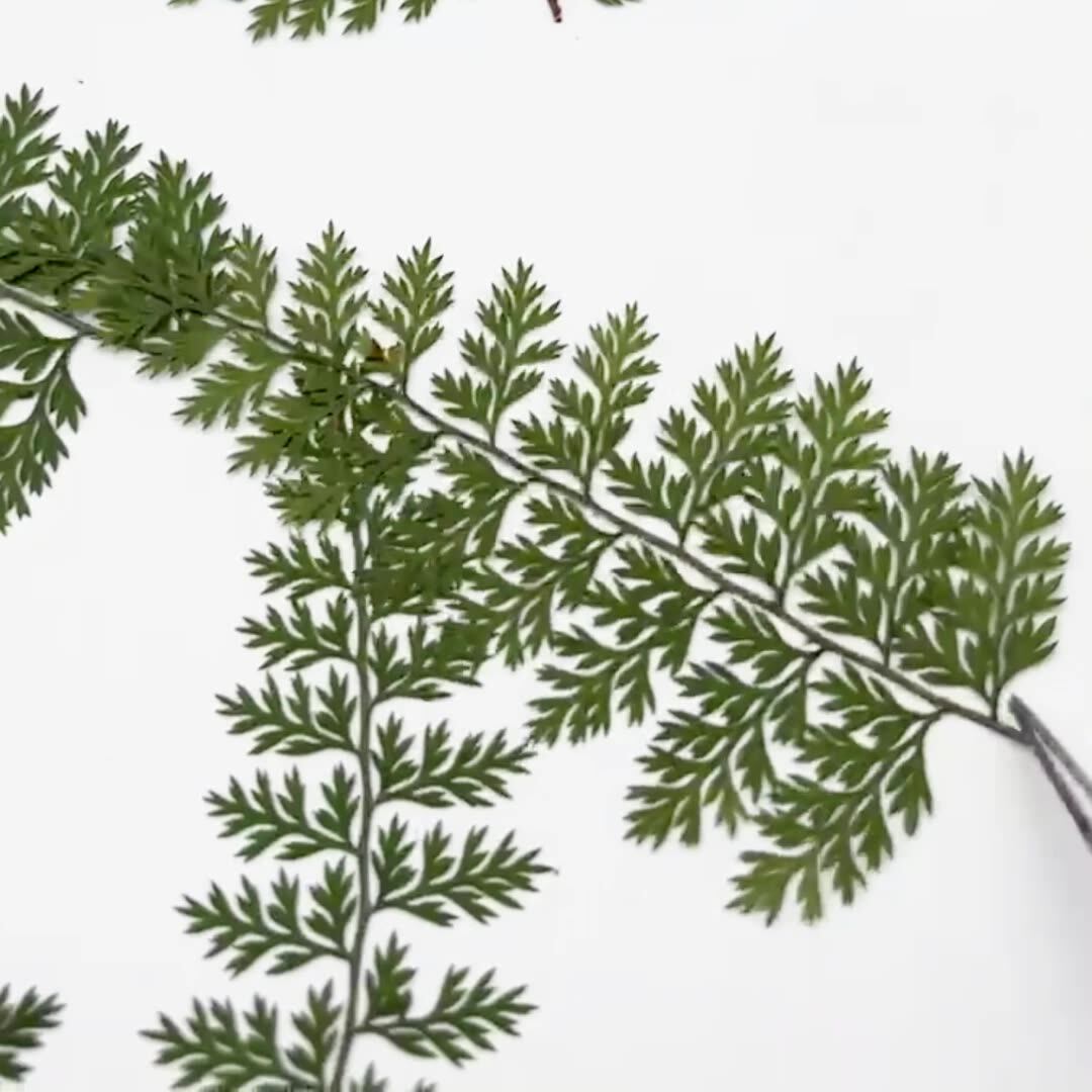100 Pezzi di Foglie di Felce N - Resin Art Baby recensione e prezzo